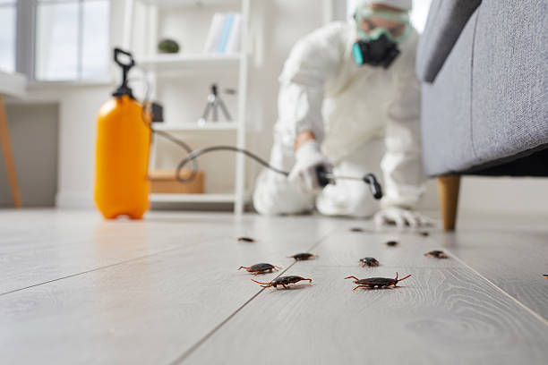 Commercial Kitchen Cockroach Control in Quartzsite